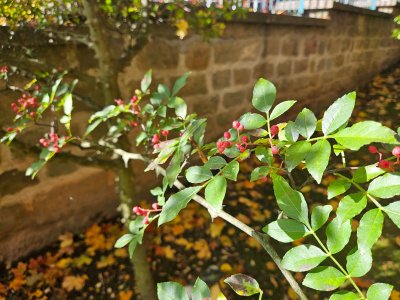 Zanthoxylum simulans